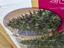 GE 7.5 Feet Prelit LED Christmas Tree - COLORFUL LIGHTS ONLY